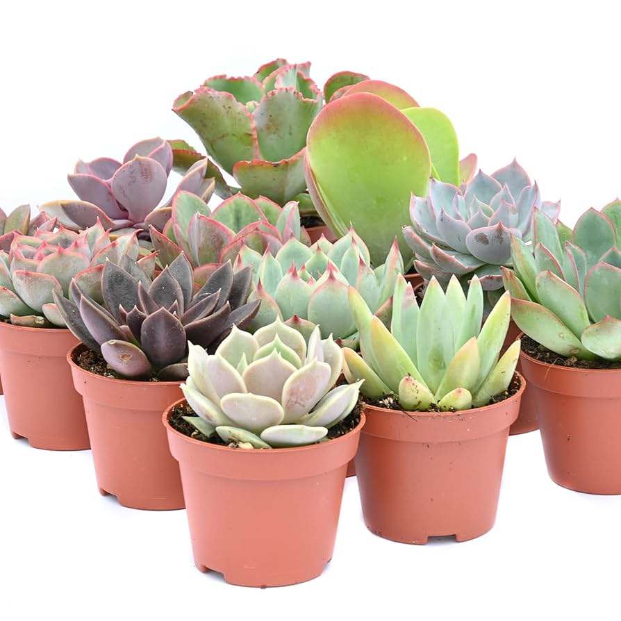 Succulents SucculentsII 2冊セット Succulents SucculentsII 2冊セット Succulents SucculentsII 2
